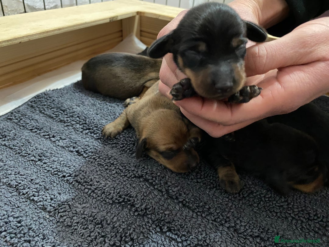 Bassotto cani in vendita: Bassotti - Annuncio 5