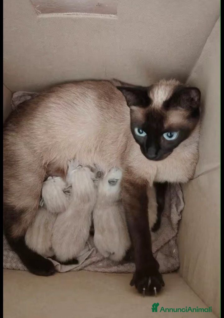 Siamese gatti Cucciola di Siamese - Annuncio 22