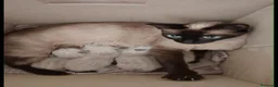 Siamese gatti in vendita: Cucciola di Siamese - Annuncio 1