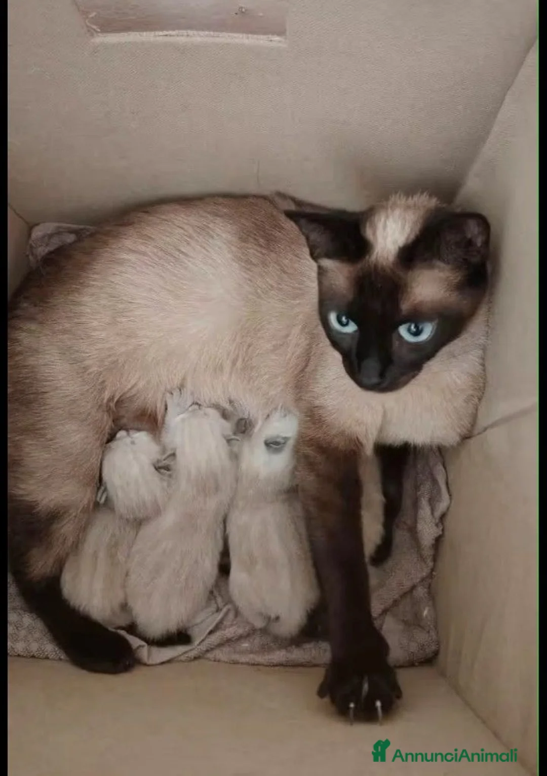Siamese gatti in vendita: Cucciola di Siamese - Annuncio 1