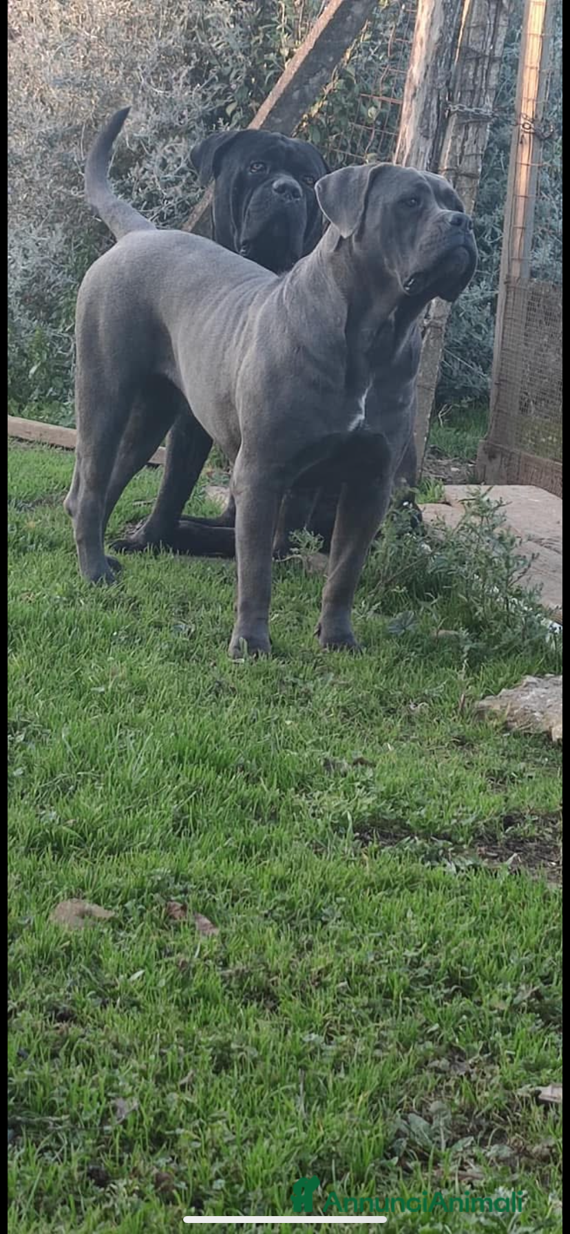 Cane Corso cani Cuccioli di Cane Corso - Annuncio 1