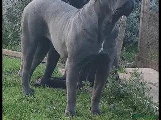 Cane Corso cani Cuccioli di Cane Corso - Annuncio 1