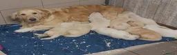 Golden Retriever cani in vendita: Cuccioli di Golden Retriver linea Inglese a Provincia di Pavia - Annuncio 12