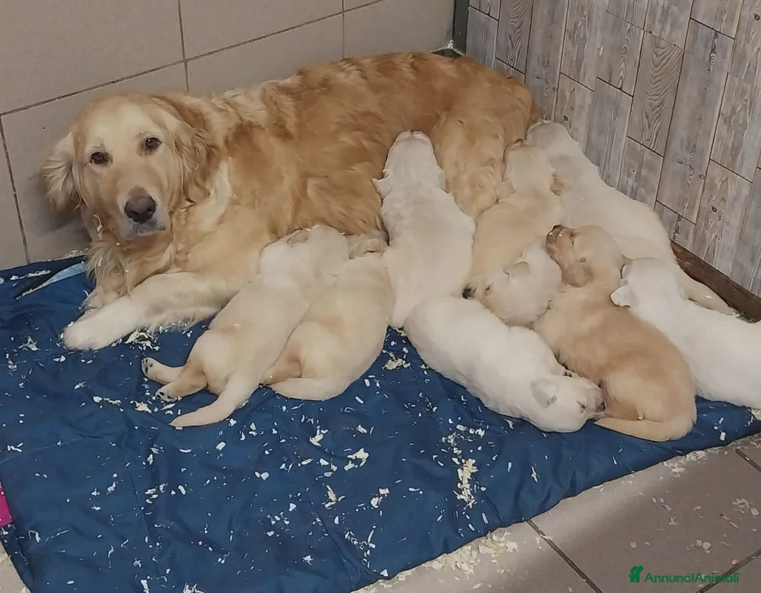 Golden Retriever cani in vendita: Cuccioli di Golden Retriver linea Inglese a Provincia di Pavia - Annuncio 12
