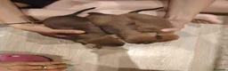 Pinscher Miniatura cani in vendita: Cuccioli Pinscher nano  - Annuncio 18