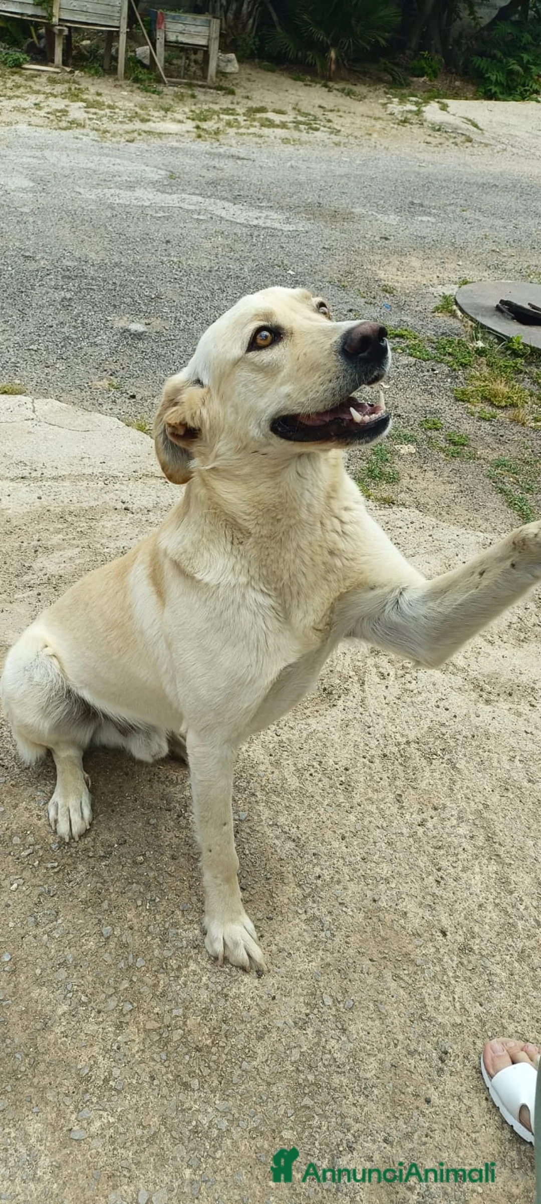 Meticcio cani in regalo: 2 anni circa, simil Labrador, 18 kg. dolce, buono - Annuncio 1