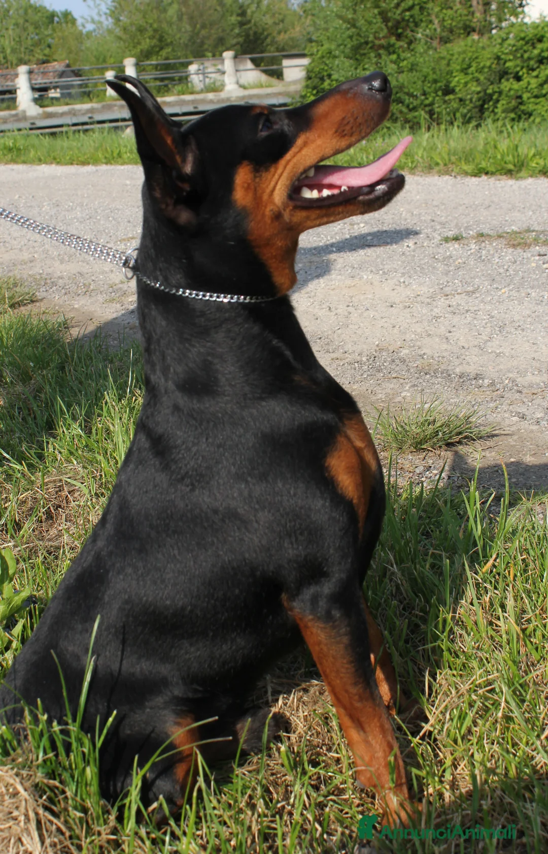 Pinscher Miniatura cani in vendita: Pinscher nano  - Annuncio 8