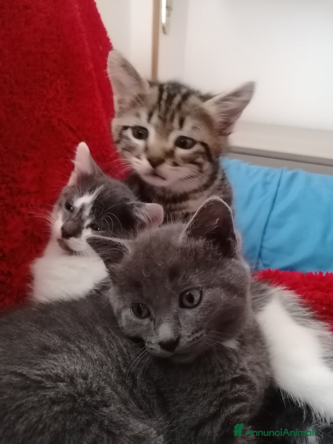 Ragdoll gatti in regalo: Micci dolcissimi - Annuncio 4