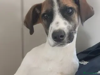 Meticcio cani Miki - Annuncio 8