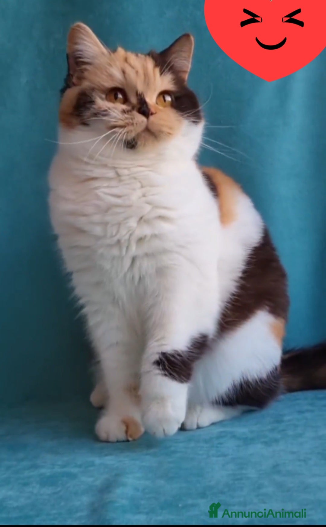 British gatti British shorthair con pedigree  - Annuncio 17