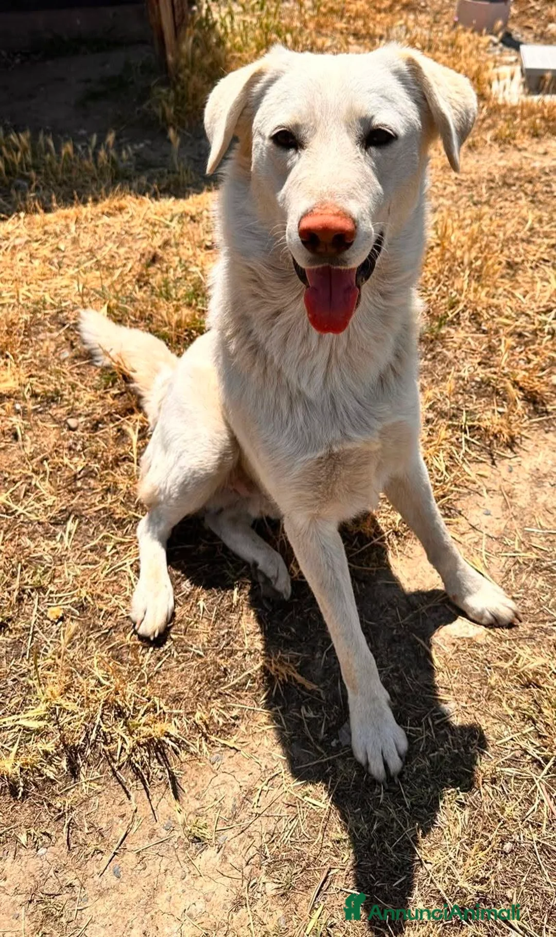 Labrador cani in regalo: Devil - Annuncio 1