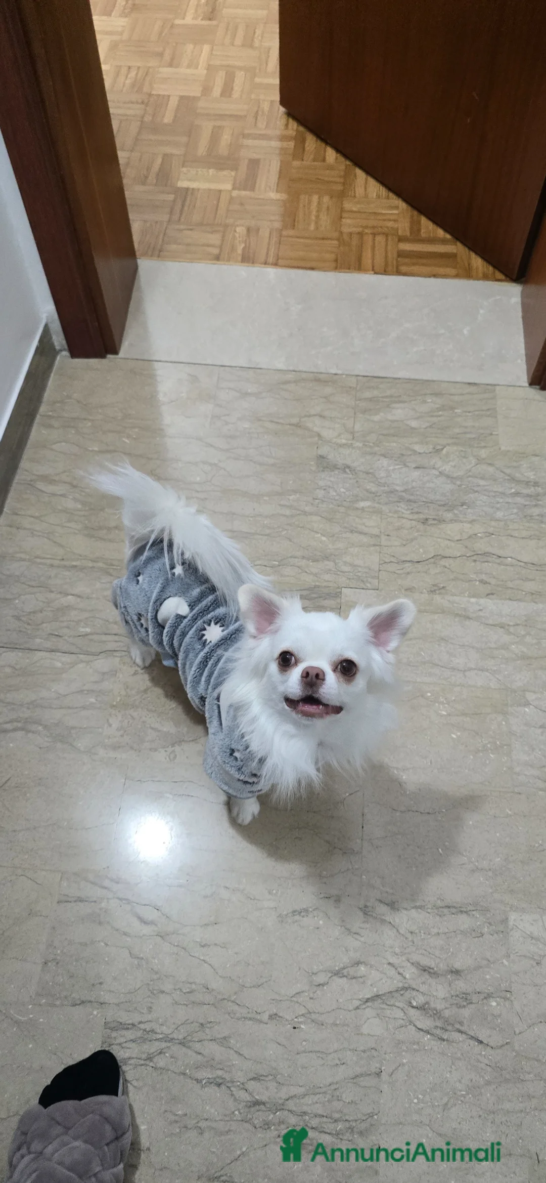 Chihuahua cani per accoppiamento: Acopiamento Chihuahua Schio (vicenza) - Annuncio 5