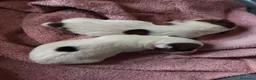 Jack Russell cani in vendita: Jack Russel cucciole  - Annuncio 6