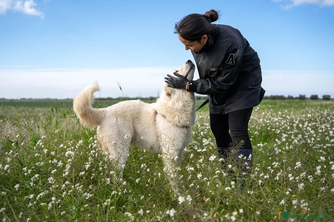 Pastore Maremmano cani in regalo: Peppe - Annuncio 6