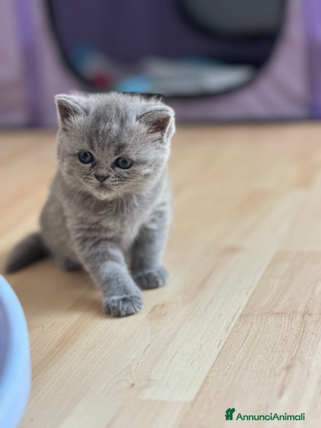British gatti in vendita: British Short Hair and Scottish fold  a Provincia di Verona - Immagine 9