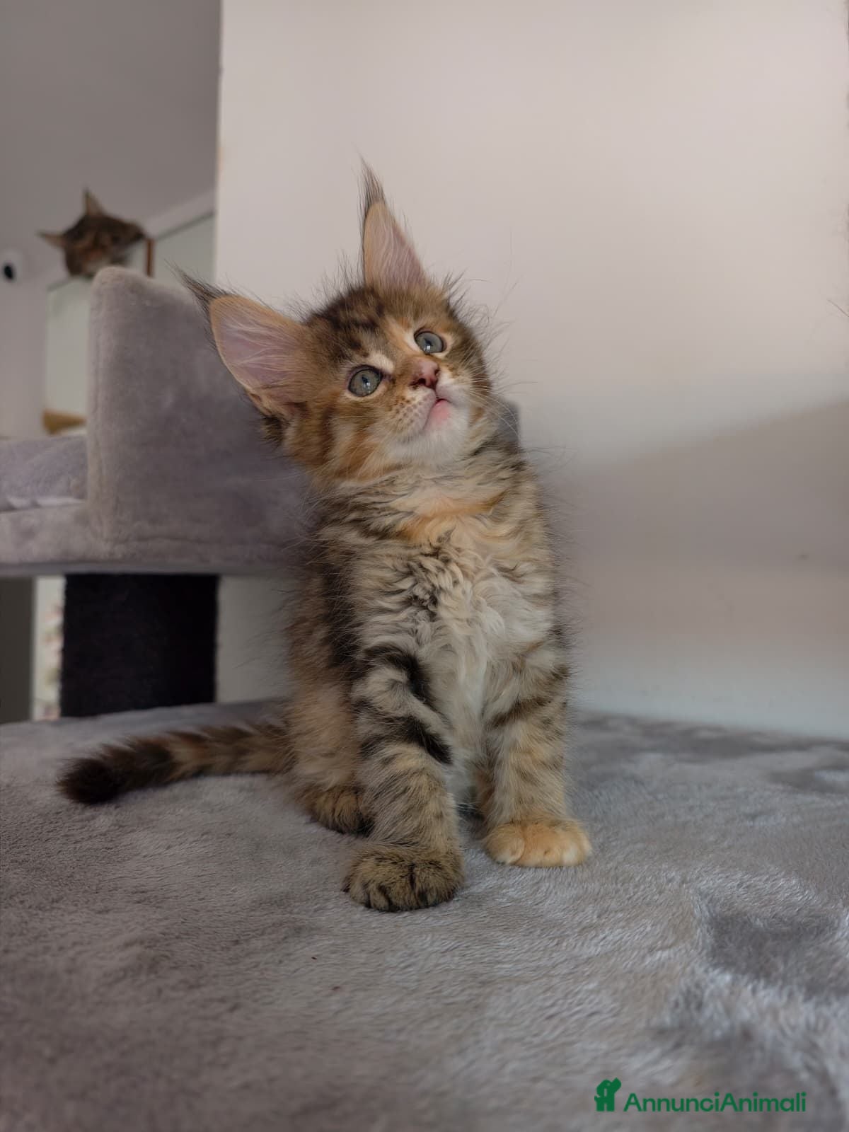 Maine Coon gatti Dolcissima cucciola Maine Coon  - Annuncio 4