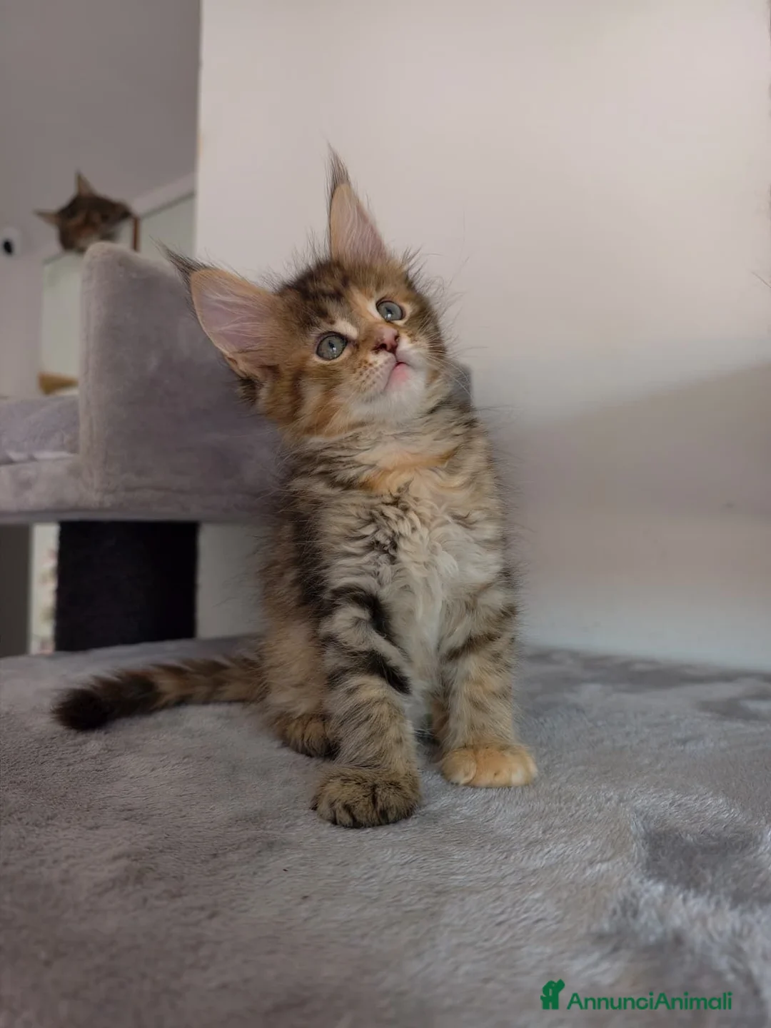 Maine Coon gatti in vendita: Dolcissima cucciola Maine Coon  - Annuncio 1