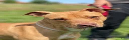 Meticcio cani in regalo: CARLETTO PIT BULLINO - Annuncio 9