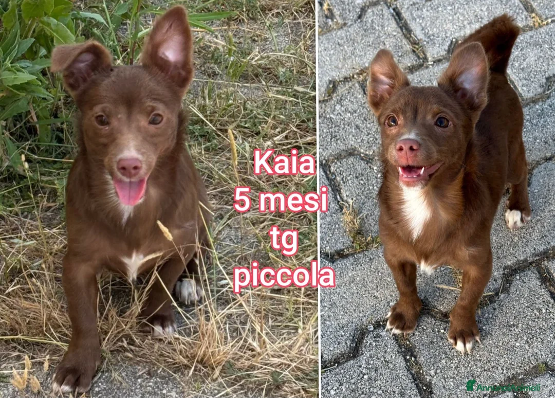 Meticcio cani in regalo: CANI TAGLIA PICCOLA E CONTENUTA  a Provincia di Pistoia - Annuncio 2