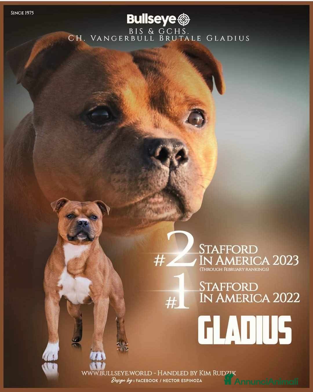 Staffordshire cani per accoppiamento: Offresi x Monta - Annuncio 5