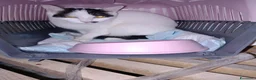 Europeo gatti in regalo: Lea ha urgenza di avere una casa! - Annuncio 2