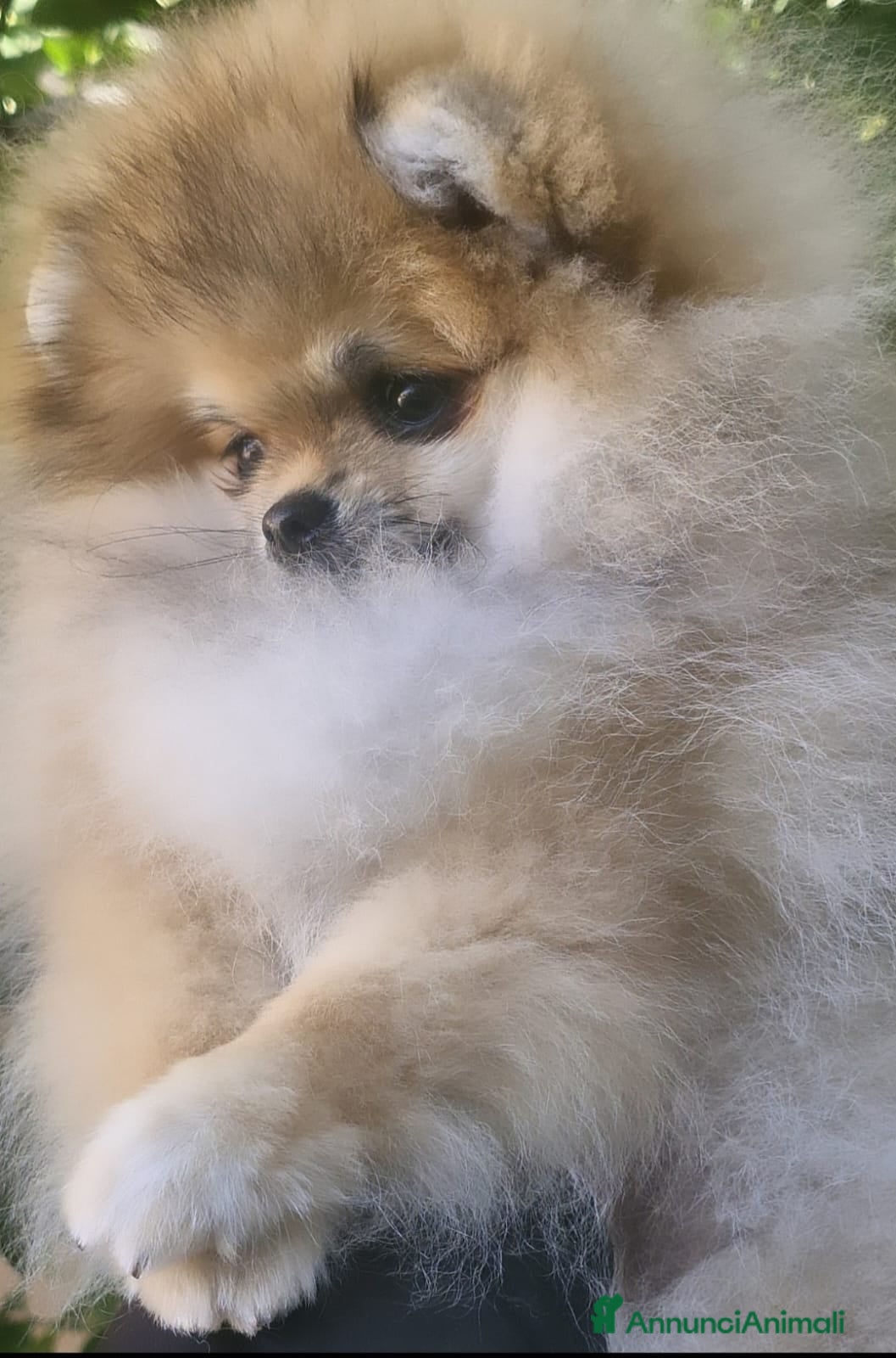 Volpino Pomerania cani Spitz tedesco nano - Annuncio 17