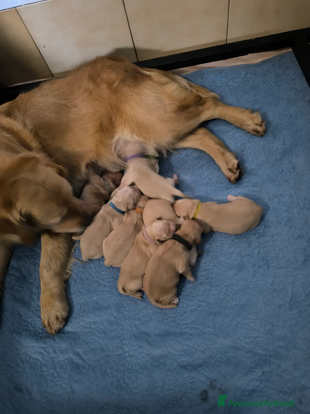 Golden Retriever cani in vendita: Cuccioli di Golden retriever con pedigree ENCI  a Provincia di Verona - Annuncio 2