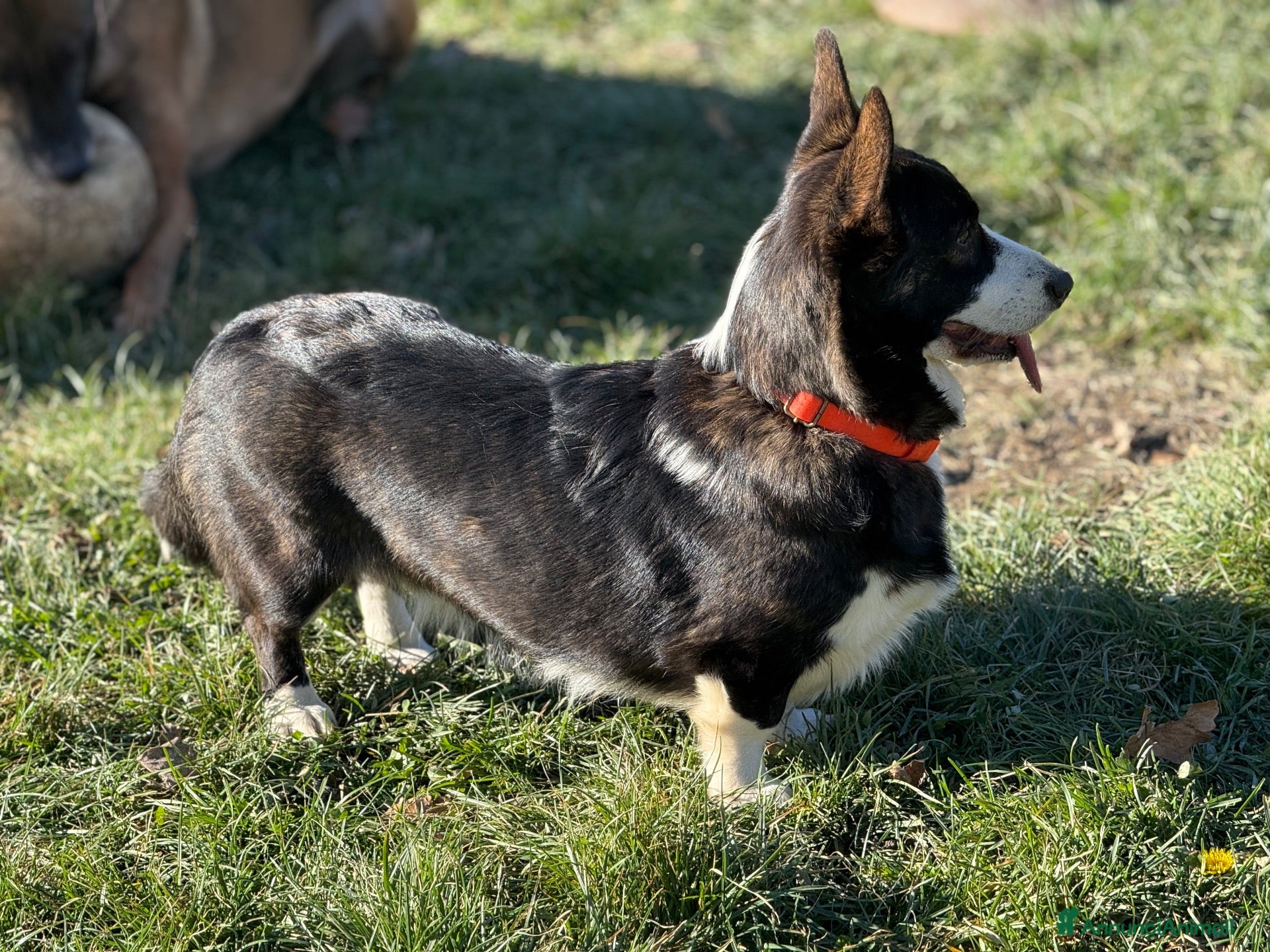 Corgi Cardigan cani Cuccioli cardigan corgi - Annuncio 18