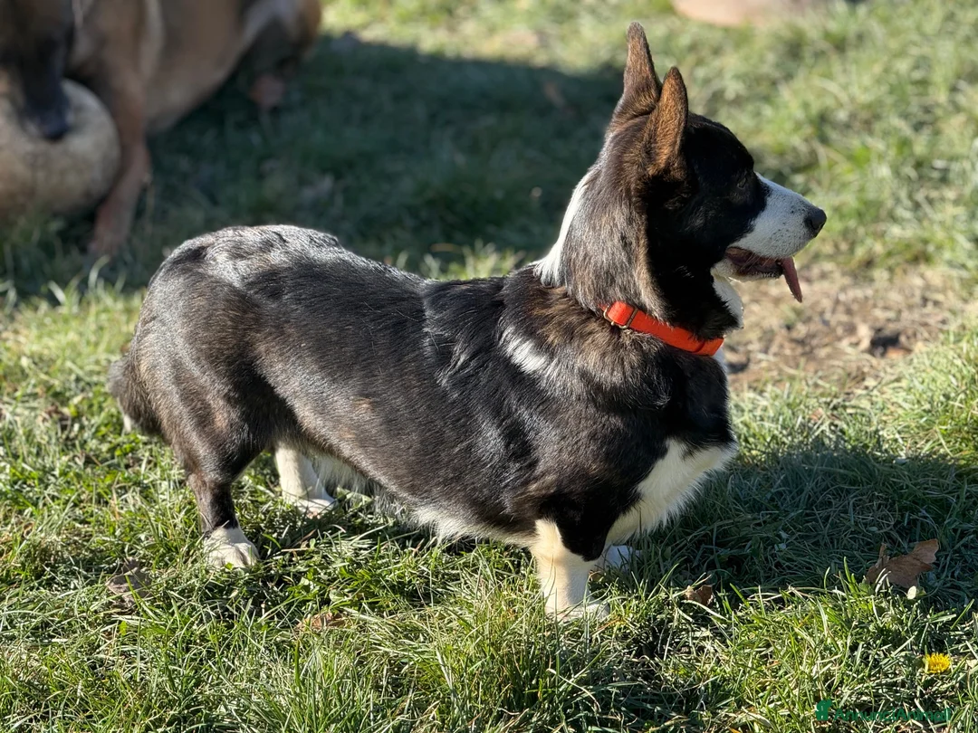 Corgi Cardigan cani in vendita: Cuccioli cardigan corgi - Annuncio 1