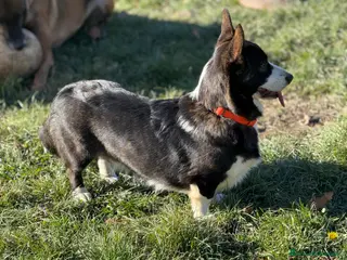 Corgi Cardigan cani Cuccioli cardigan corgi - Annuncio 6
