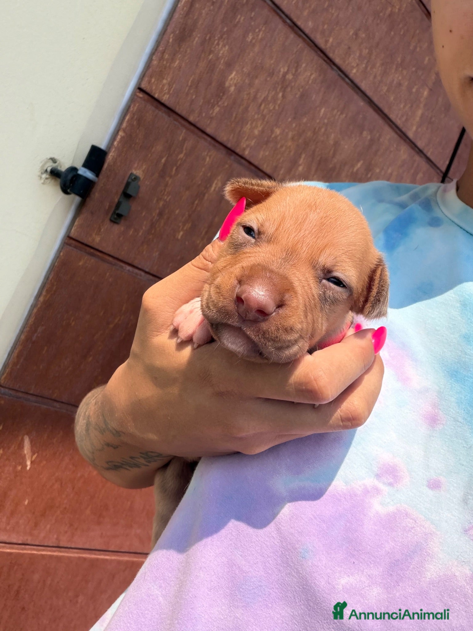 Pitbull cani Pitbull ukc red nose - Annuncio 6