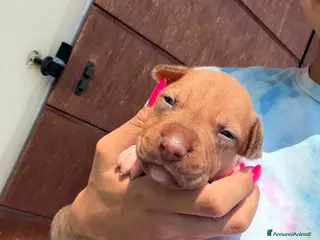 Pitbull cani Pitbull ukc red nose - Annuncio 6