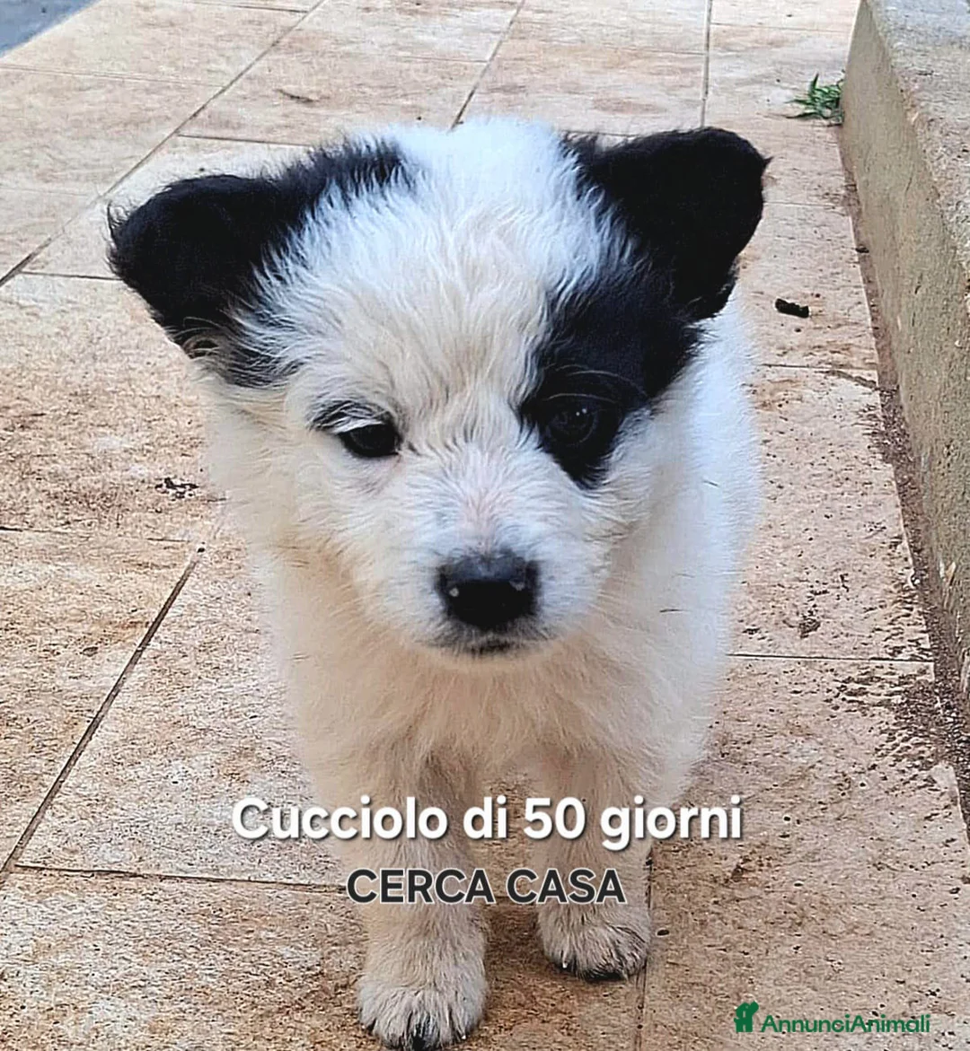 Meticcio cani in regalo: ROMOLO 💙 cerca il suo posto nel mondo a Provincia di Lucca - Annuncio 5