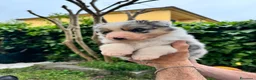 Australian Shepherd cani in vendita: cuccioli pastore australiano - Annuncio 2