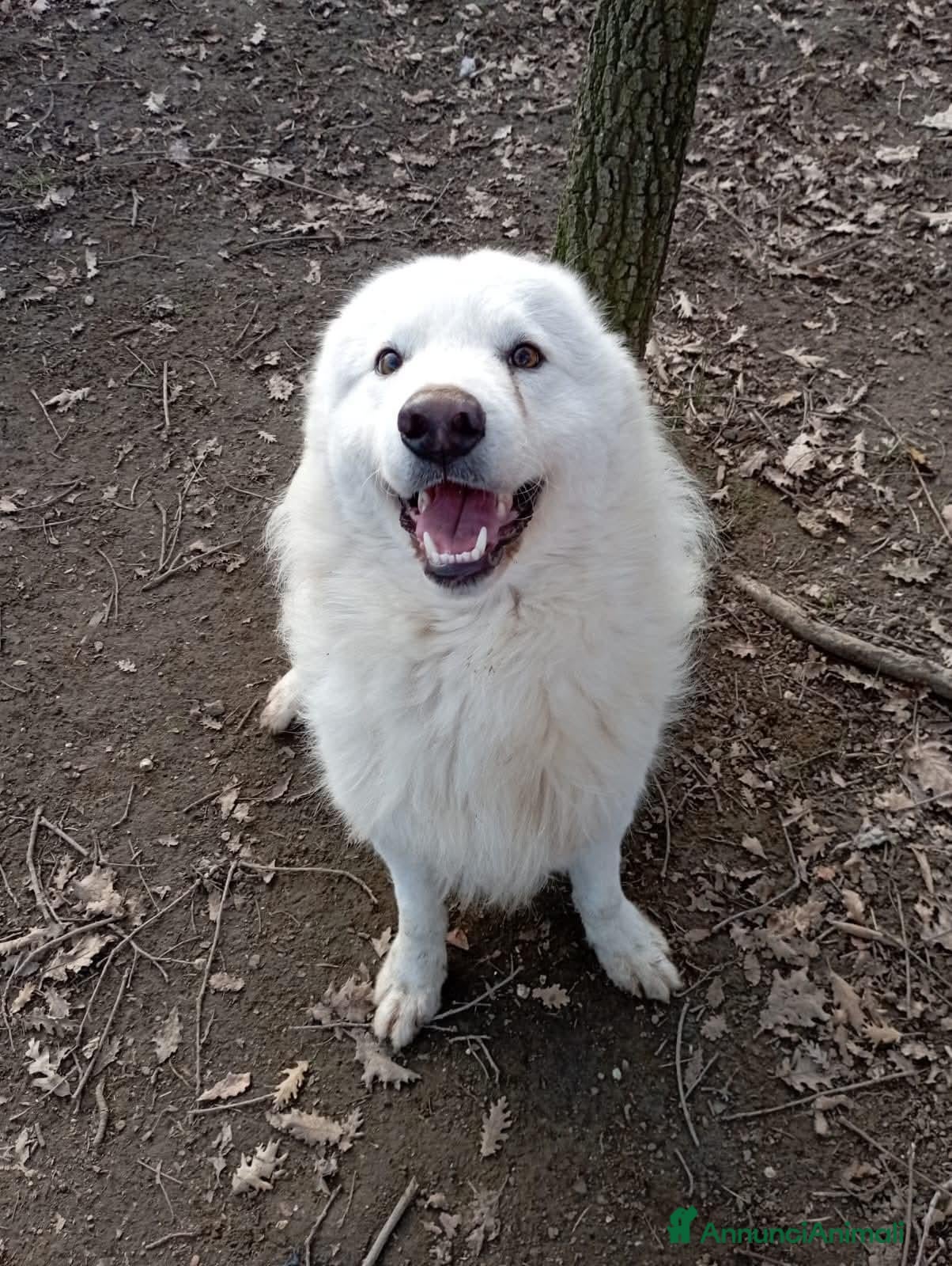 Meticcio cani Splendido carattere, 4 anni circa  - Annuncio 2