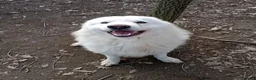 Meticcio cani in regalo: Splendido carattere, 4 anni circa  - Annuncio 5