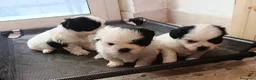 Shih Tzu cani in regalo: cuccioli   shitzu al 90%   - Annuncio 3