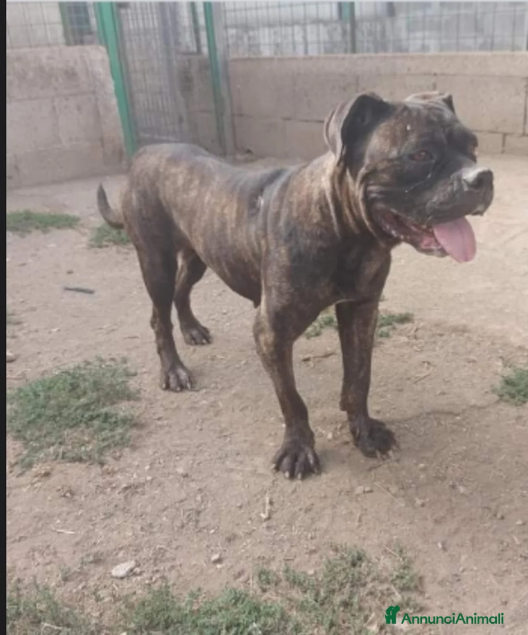 Meticcio cani in regalo: Apollonia sui 4anni mix Corso/Pit in box da sempre - Annuncio 2