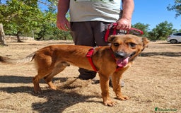 Meticcio cani in regalo: Aladin e' un Mago!  a Città Metropolitana di Bari - Immagine 8