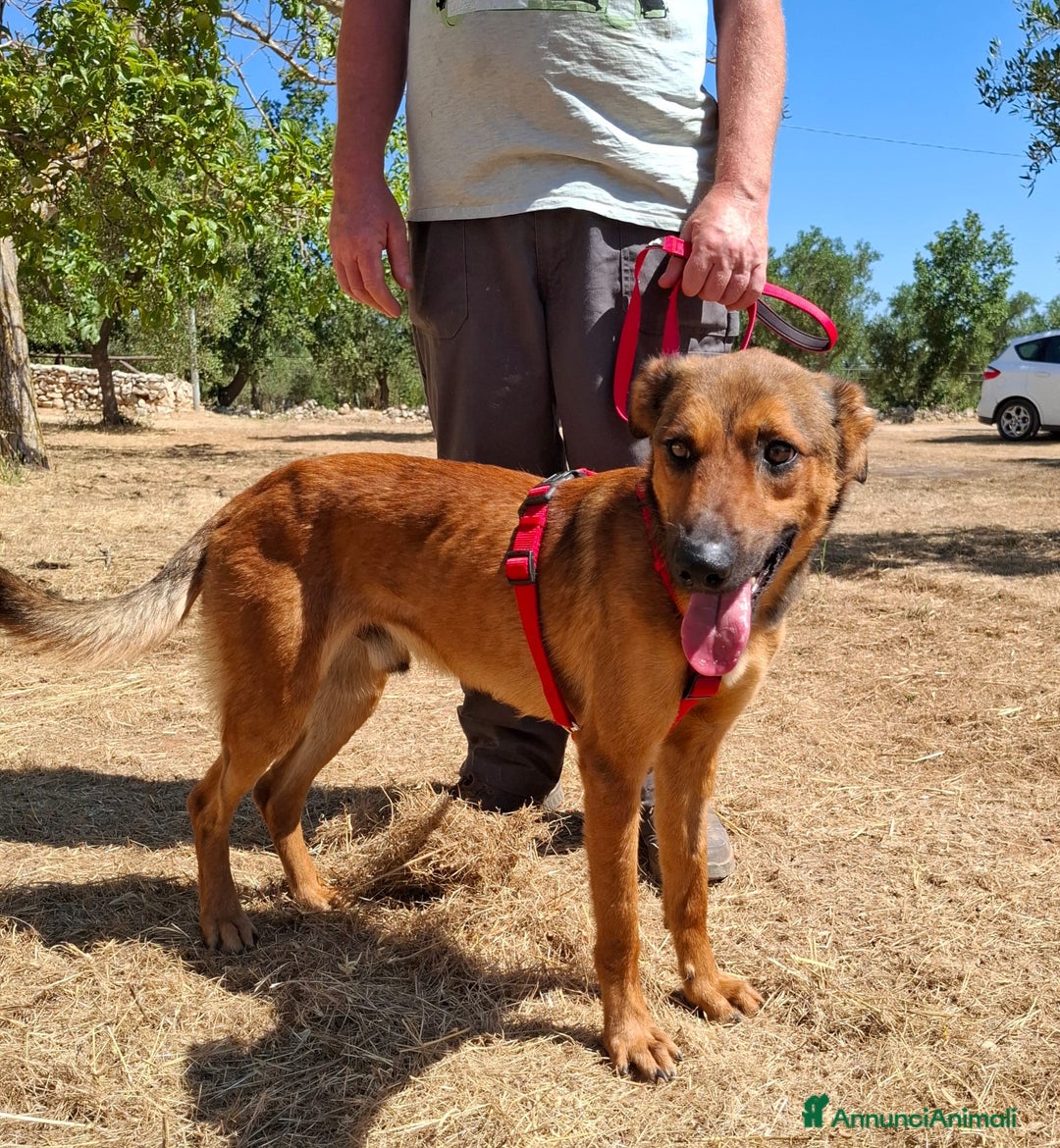 Meticcio cani in regalo: Aladin e' un Mago!  a Città Metropolitana di Bari - Immagine 8