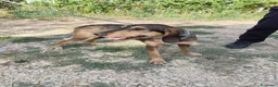 Segugio cani in regalo: Segugia a pelo ruvido - Annuncio 3