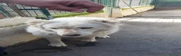 Meticcio cani in regalo: Asia, nuvola bianca in canile - Annuncio 3