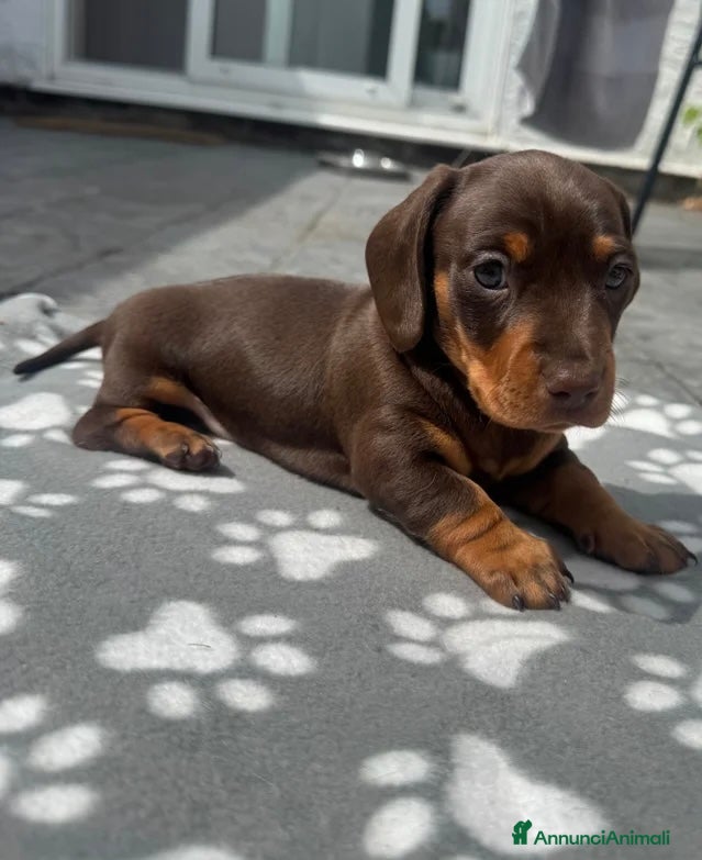 Bassotto cani Bassoti Nani - Annuncio 2
