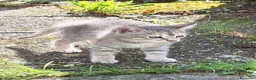 Meticcio gatti in regalo: Gattino di 9 settimane cerca casa - Annuncio 2