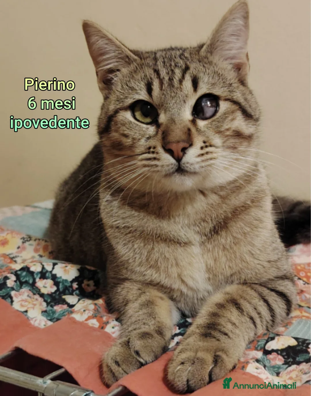 Europeo gatti in regalo: ADOTTA UN GATTINO! - Annuncio 4