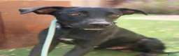 Meticcio cani in regalo: Thor 10mesi mix Labrador nessuno lo nota.SIRACUSA - Annuncio 3