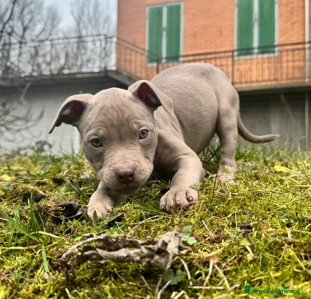 Pitbull cani in vendita: American Pitbull Terrier - Annuncio 4
