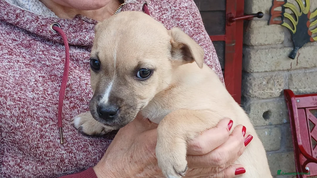 Meticcio cani in regalo: IL DOLCE RIO STA CERCANDO UNA CASA E TANTO AMORE - Annuncio 1