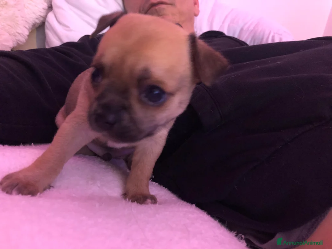 Chihuahua cani in vendita: Extra chihuahua  - Annuncio 5