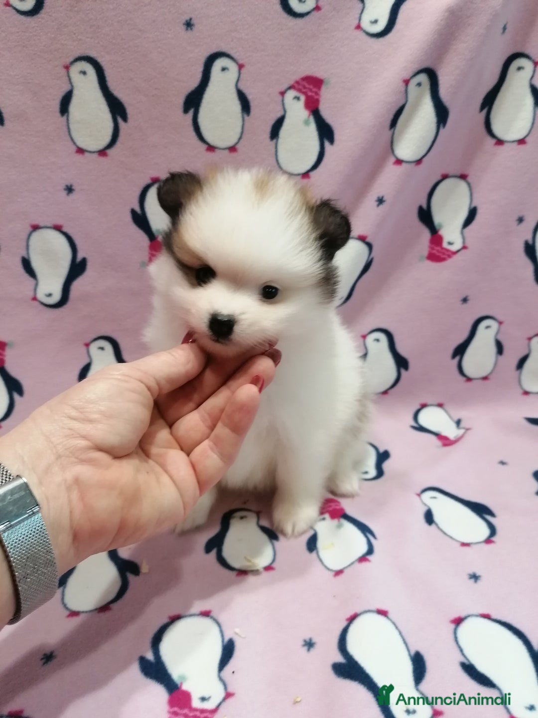 Volpino Pomerania cani in vendita: Volpino Pomerania cucciole femmine - Annuncio 2